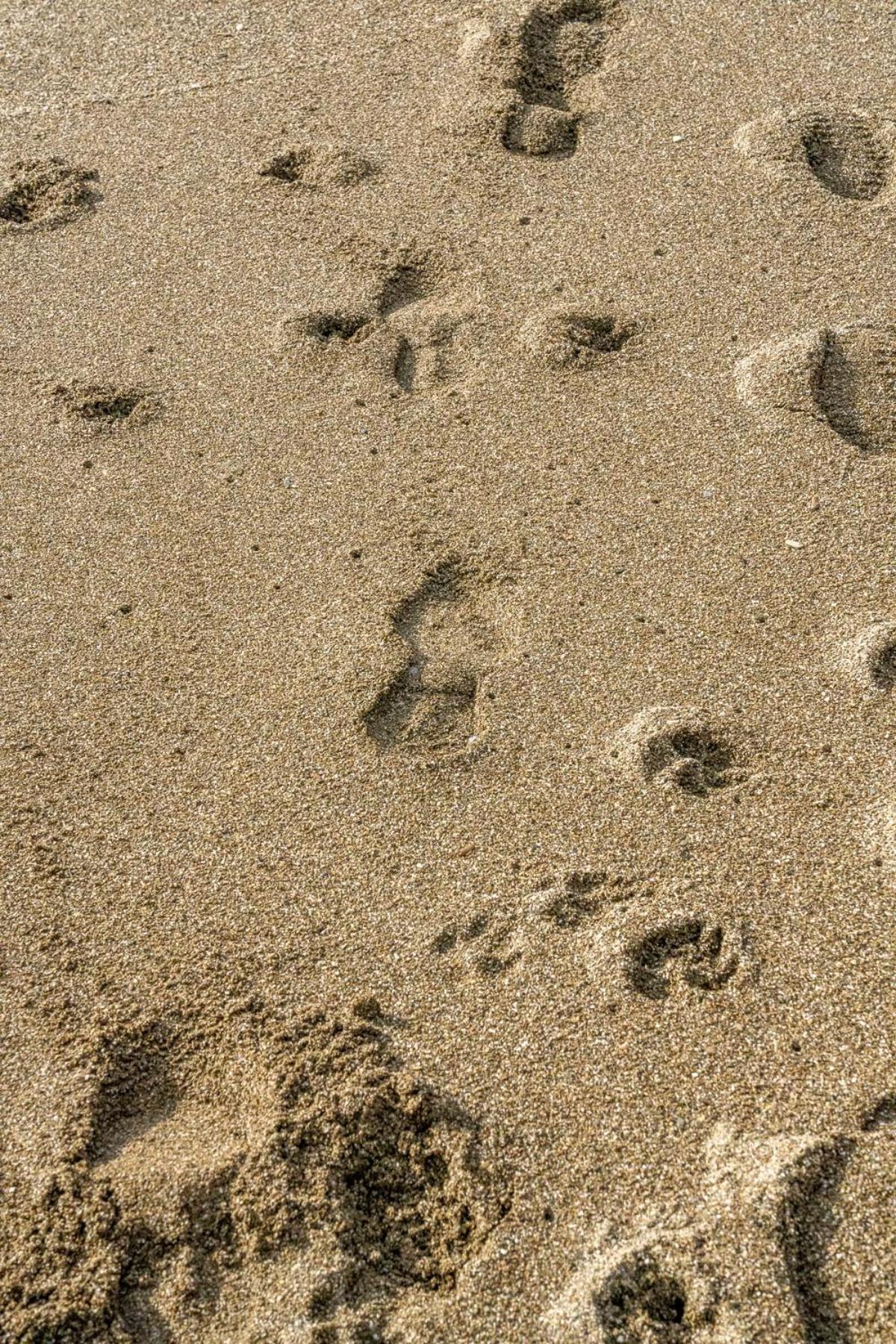 Pet Friendly Sea View Millendreath *