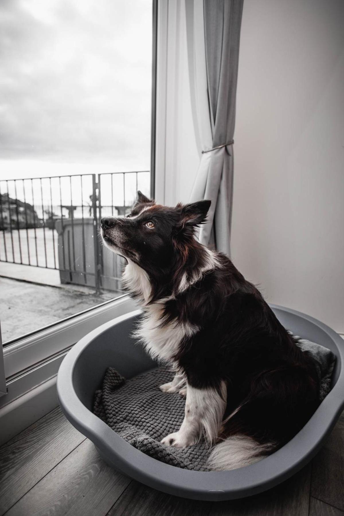 Pet Friendly Sea View Millendreath *